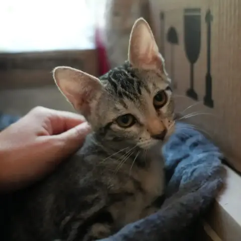 Betsy photo 2