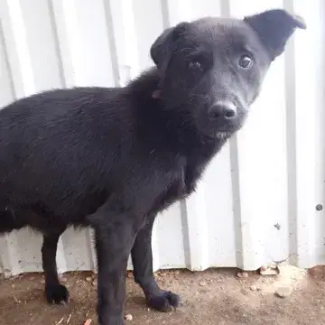 Blacky