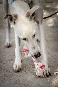Estrella photo 3