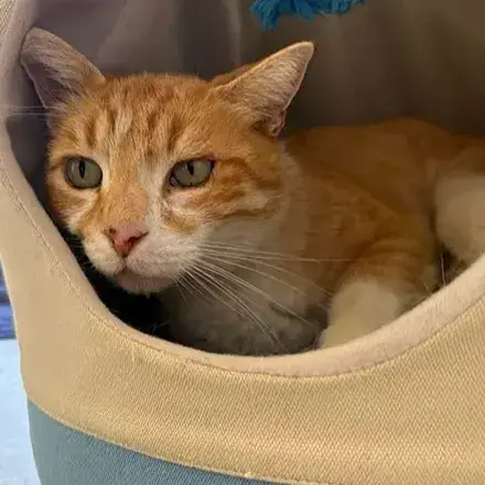 Garfield