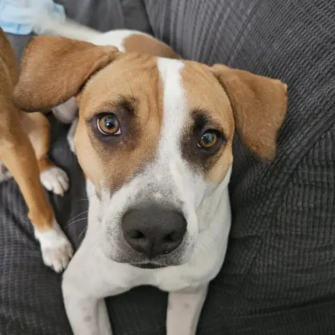 Elliot