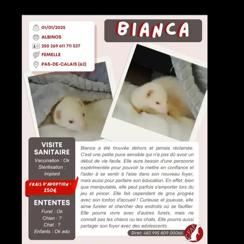 Bianca