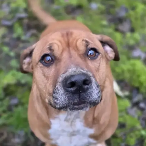 Floki