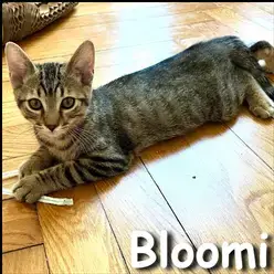 Bloomi