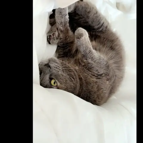 Mi