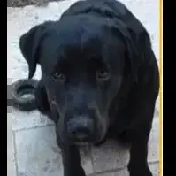 Django photo 3