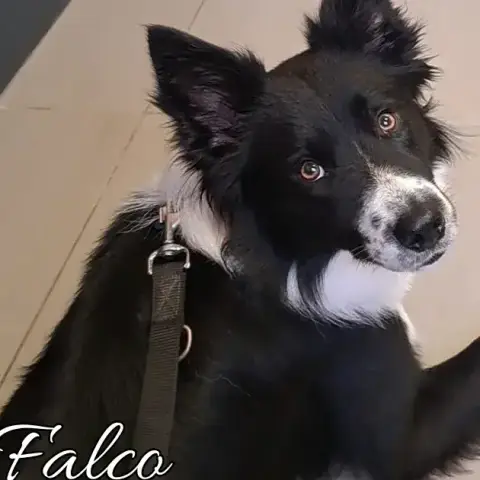 Falco