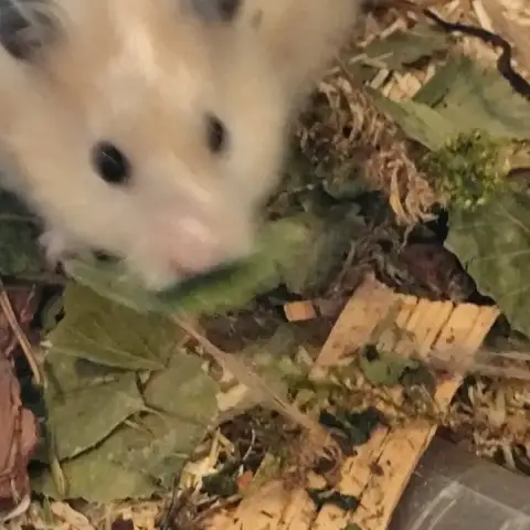 Biscuit