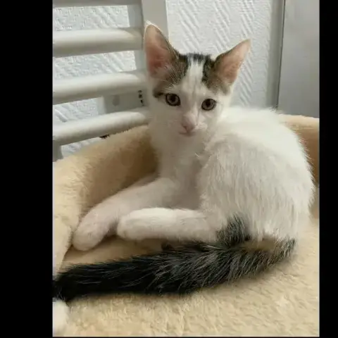 Chatons photo 3