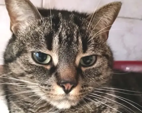 Rufus