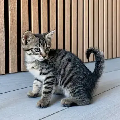 Tigrou