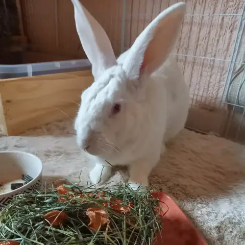 Quinoa photo 2