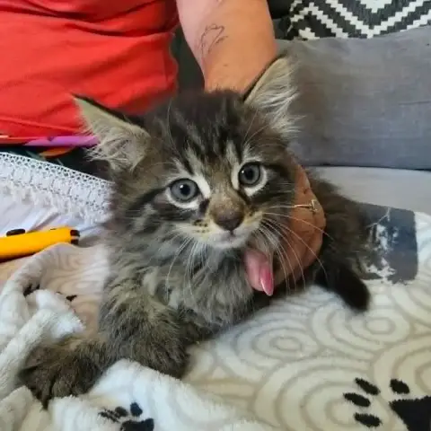 Bella