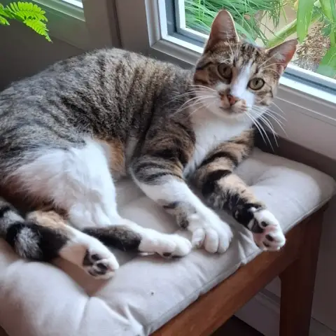 Maya