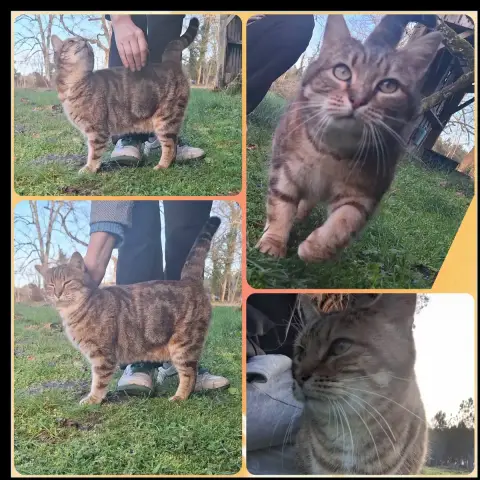 Gigi