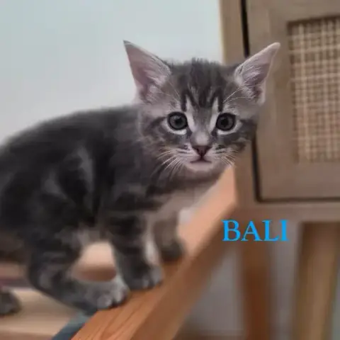 Bali