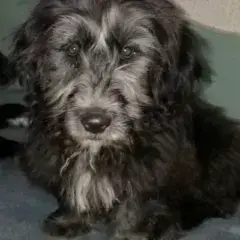 Sisco