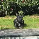 Rocco photo 3
