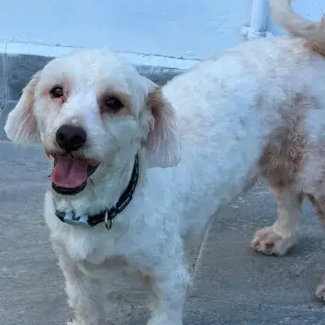 ✨️ Safi ✨️ 🐶 photo 2