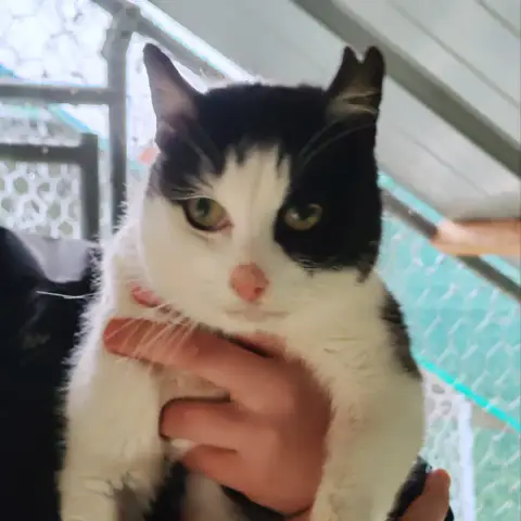 Otis