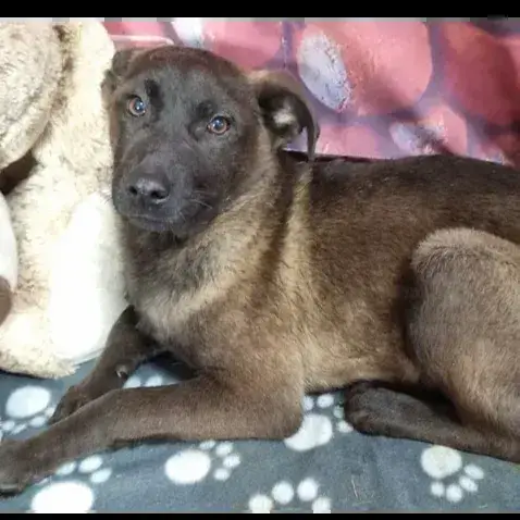 Koda photo 2