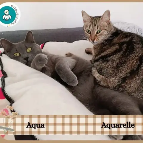 Aqua Et Aquarelle
