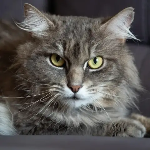 Raoul photo 2