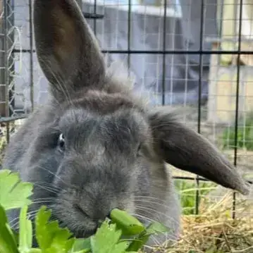 Gimli
