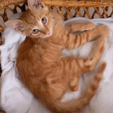 ✨️ Cooper ✨️ 🐱 photo 2