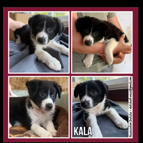 Kala