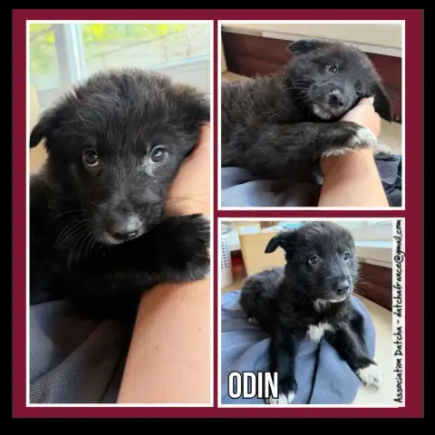 Odin