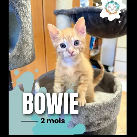Bowie