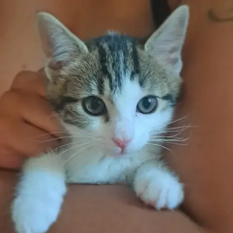 Bia