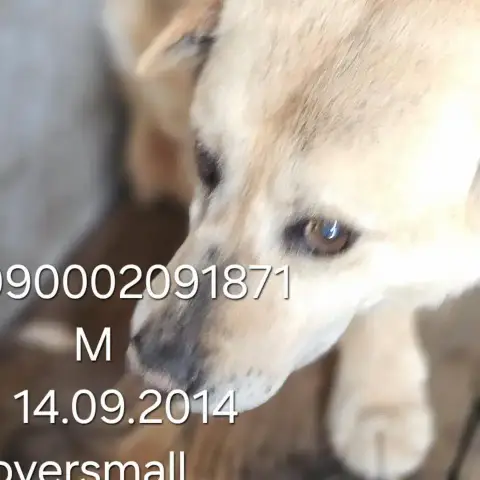 Snickers photo 3