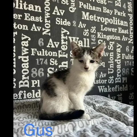 Gus photo 2