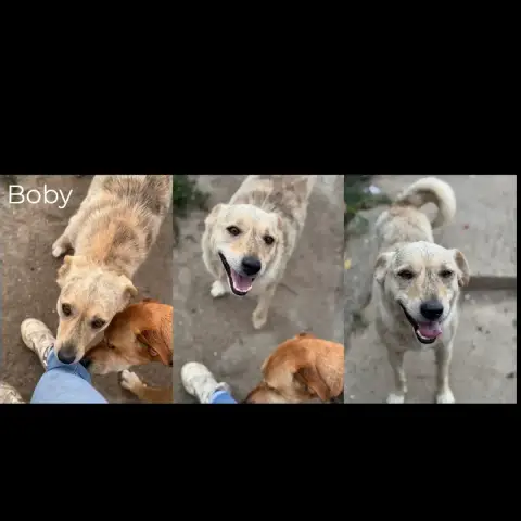 Boby