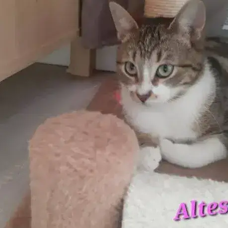 Altesse