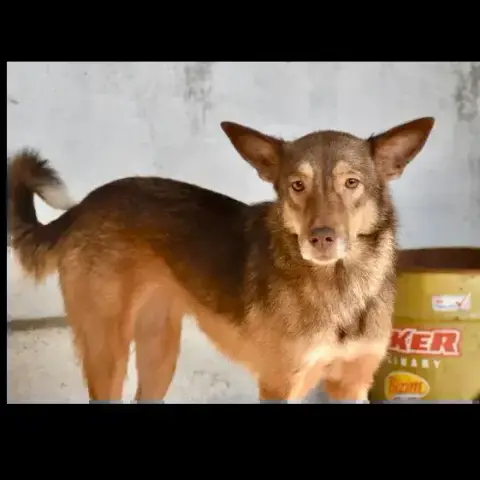 Arya photo 2