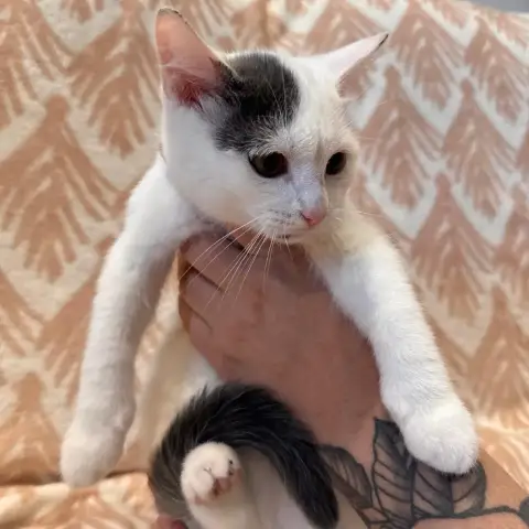 Vitaa