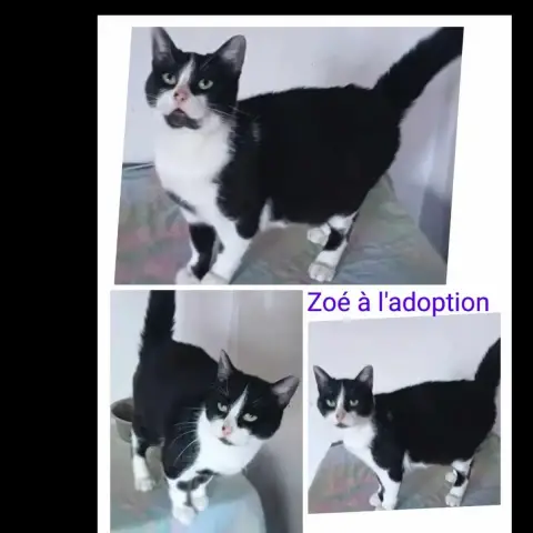 Zoé