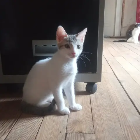 Heidi