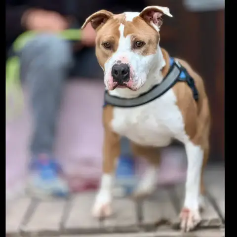 Pongo photo 2