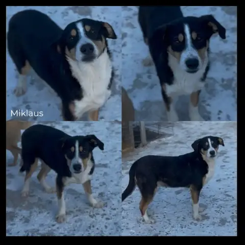 Miklaus