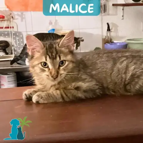 Malice