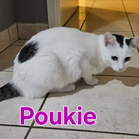 Poukie photo 3