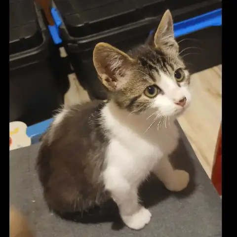 Yoshi