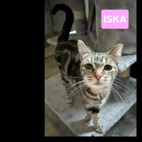 Iska