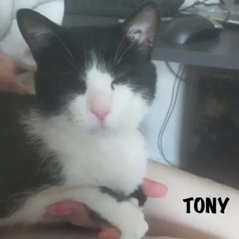 Tony photo 2