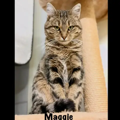 Maggie