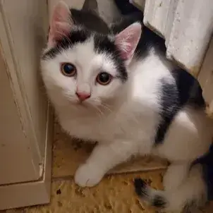 Misa